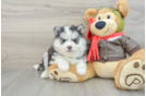 Pomsky Puppy for Adoption