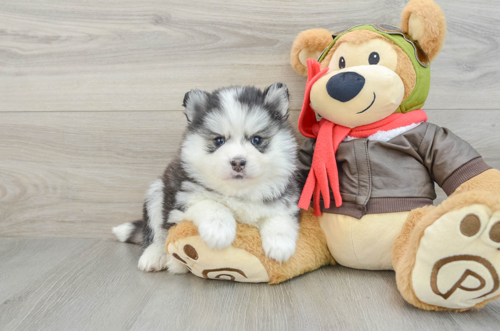 7 week old Pomsky Puppy For Sale - Simply Southern Pups