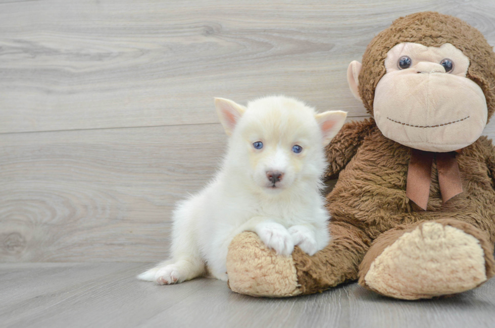 6 week old Pomsky Puppy For Sale - Simply Southern Pups