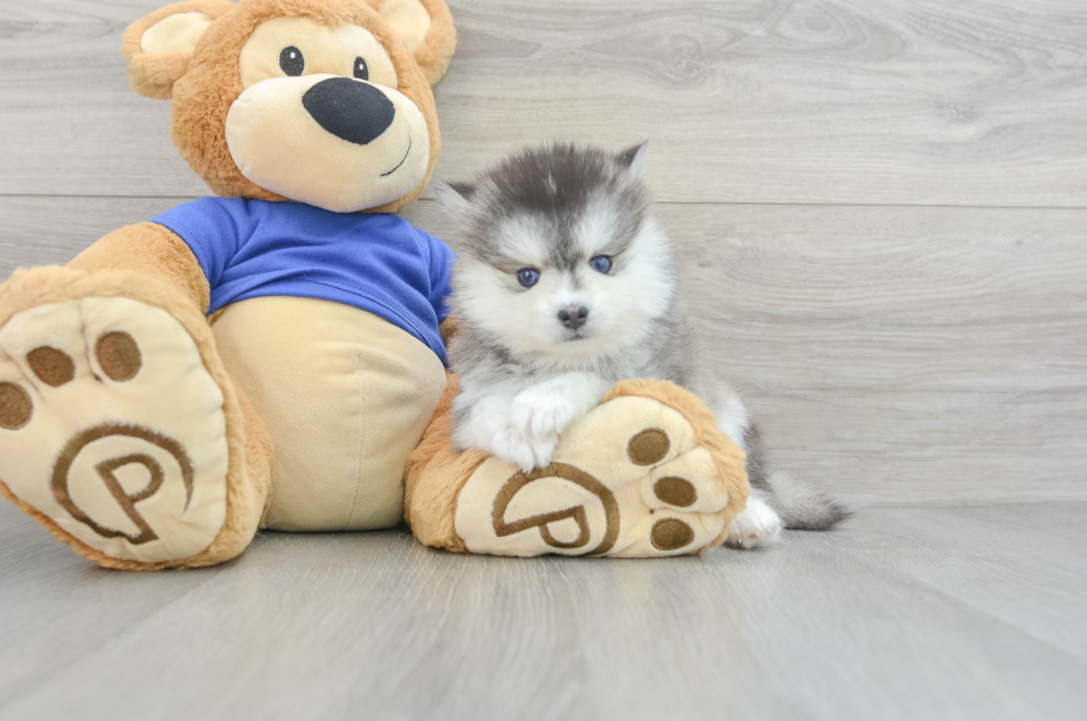 8 week old Pomsky Puppy For Sale - Simply Southern Pups
