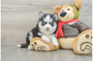 Pomsky Puppy for Adoption