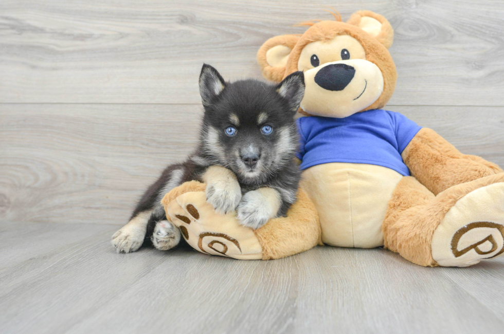 7 week old Pomsky Puppy For Sale - Simply Southern Pups