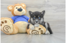 Best Pomsky Baby