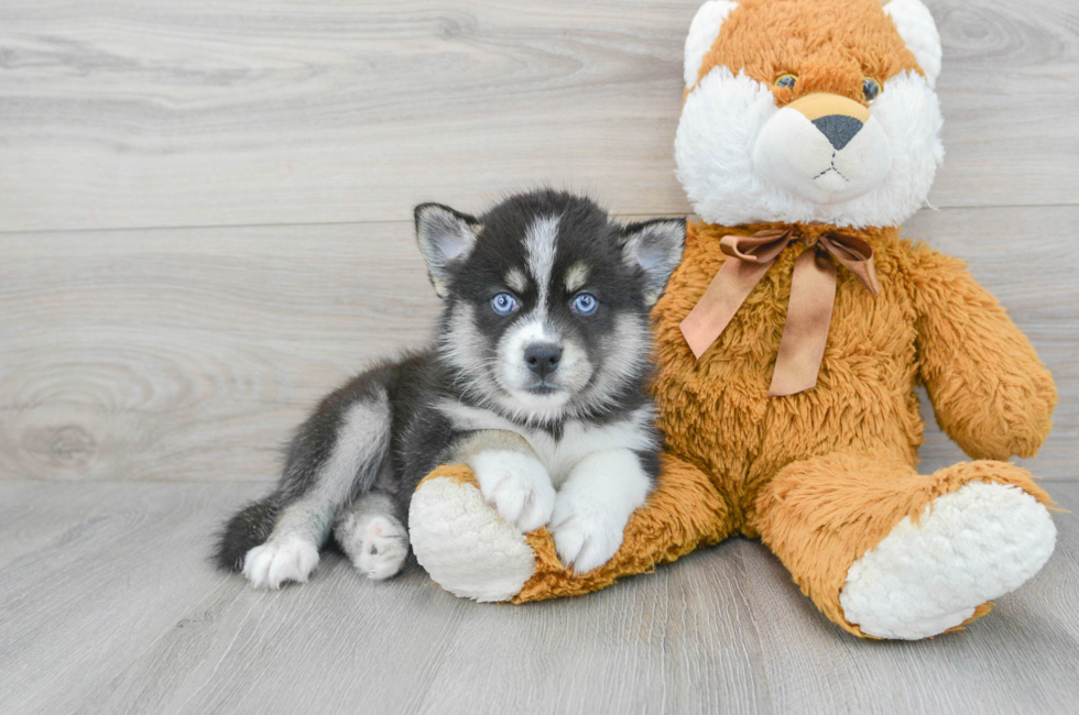 7 week old Pomsky Puppy For Sale - Simply Southern Pups