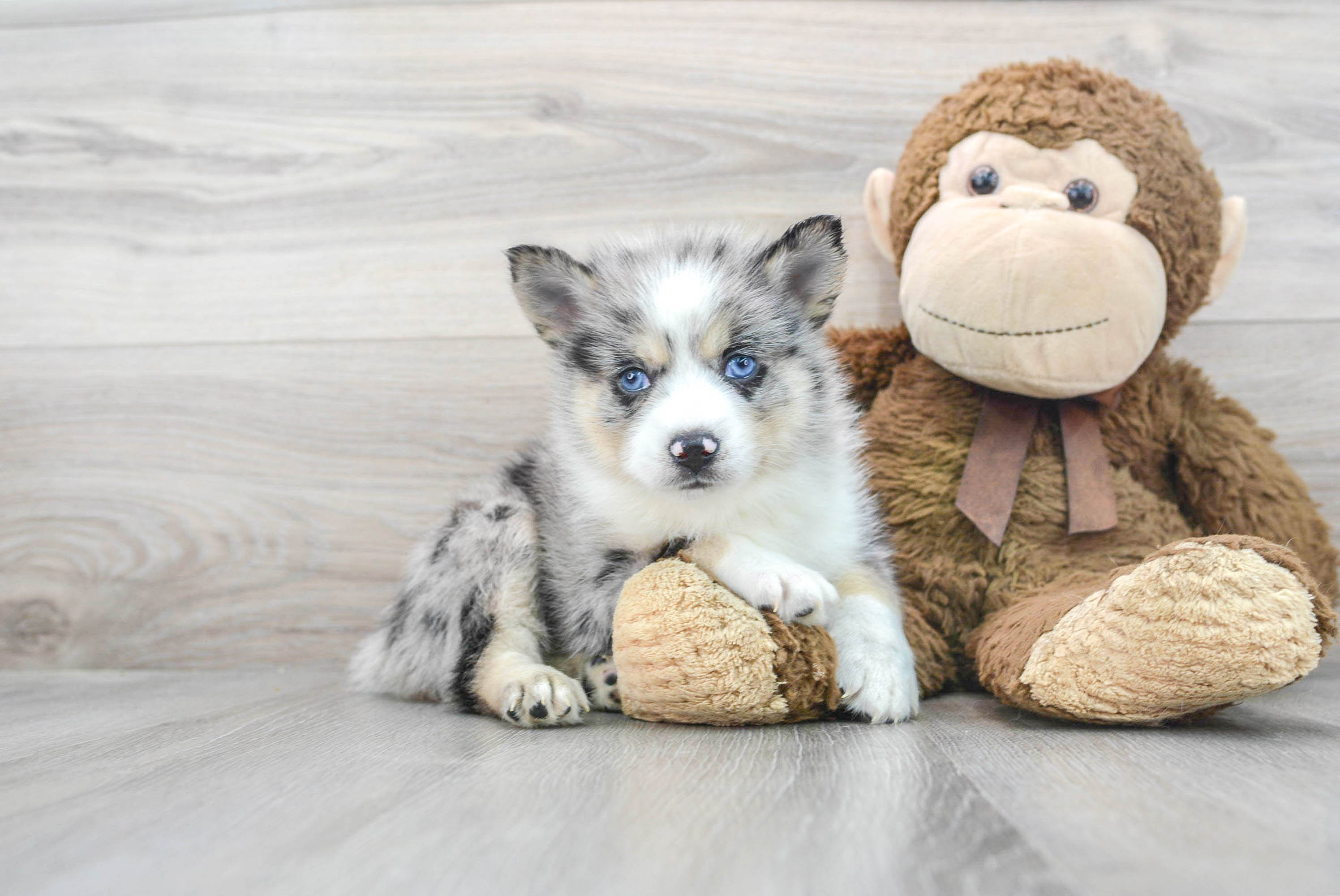 Teddy bear outlet pomsky