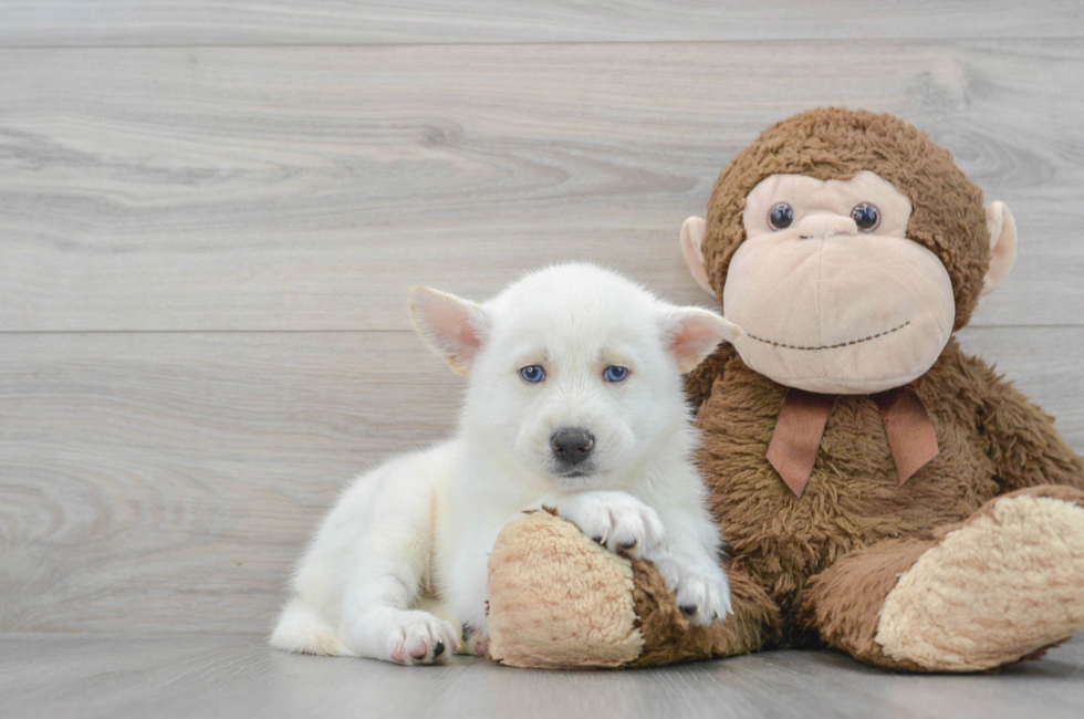 7 week old Pomsky Puppy For Sale - Simply Southern Pups