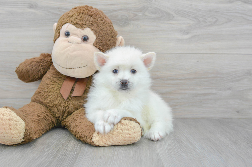 7 week old Pomsky Puppy For Sale - Simply Southern Pups