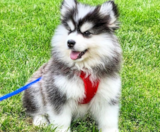 Pomsky Puppies For Sale Simply Southern Pups