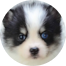 Pomsky Puppy For Sale - Simply Southern Pups