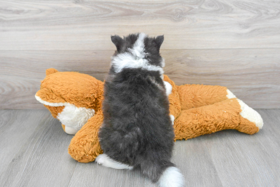 Pomsky Puppy for Adoption