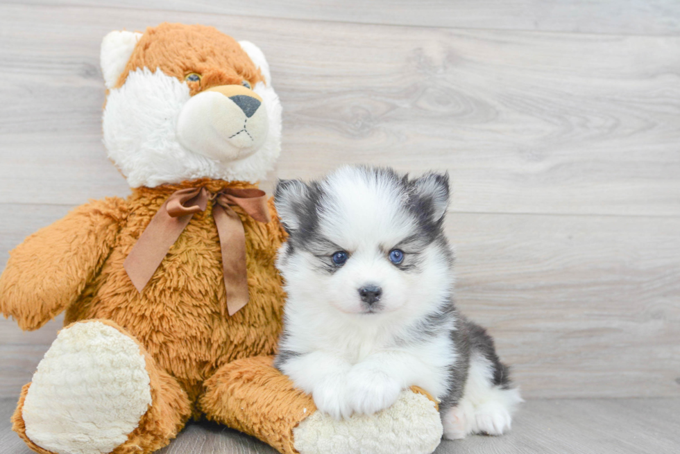 Best Pomsky Baby