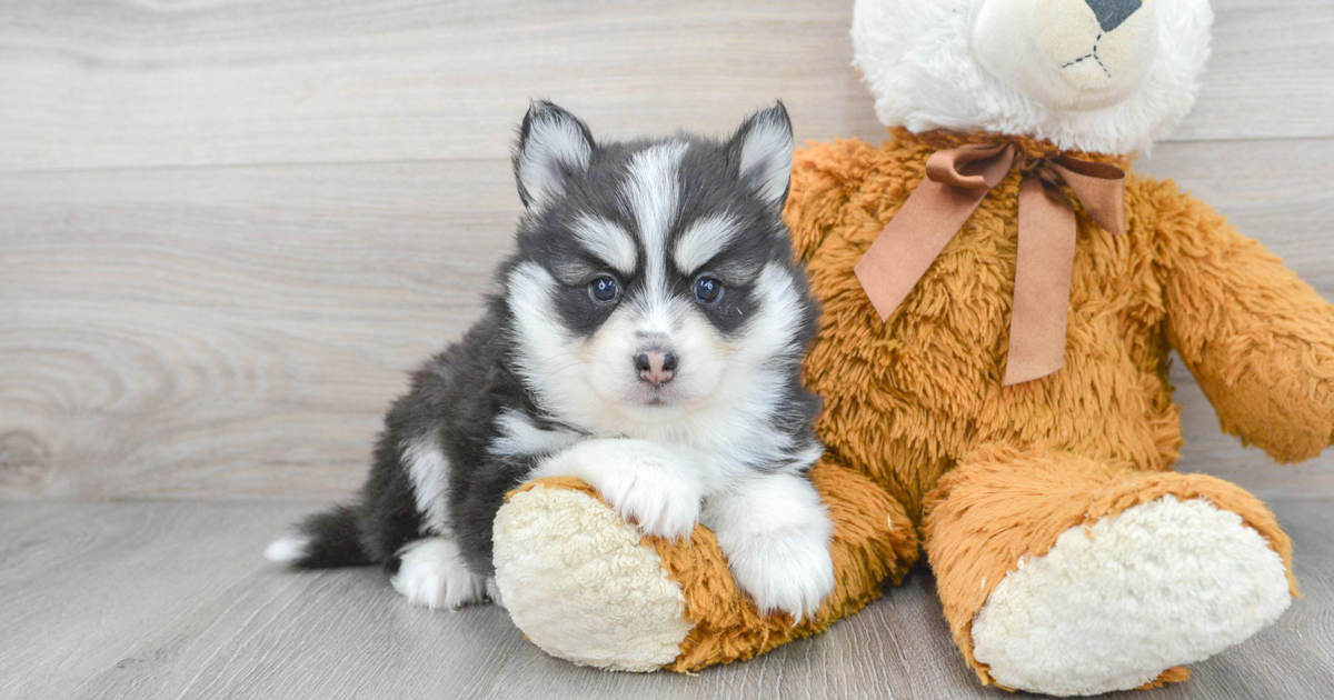 what is an f2 pomsky