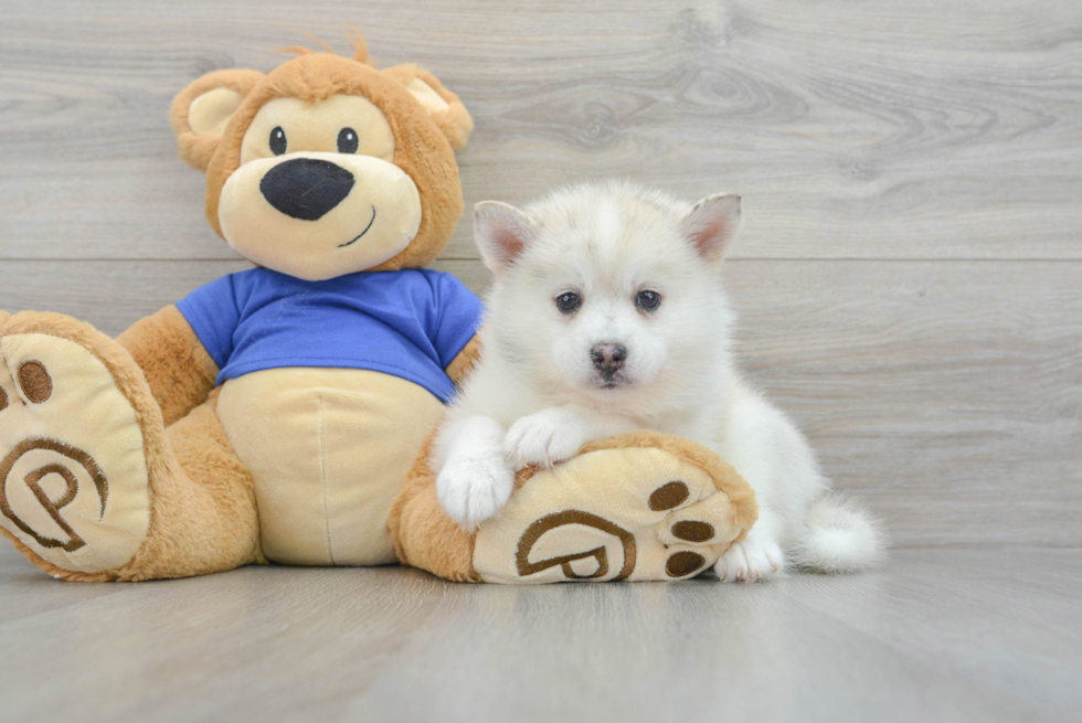 Pomsky Pup Being Cute