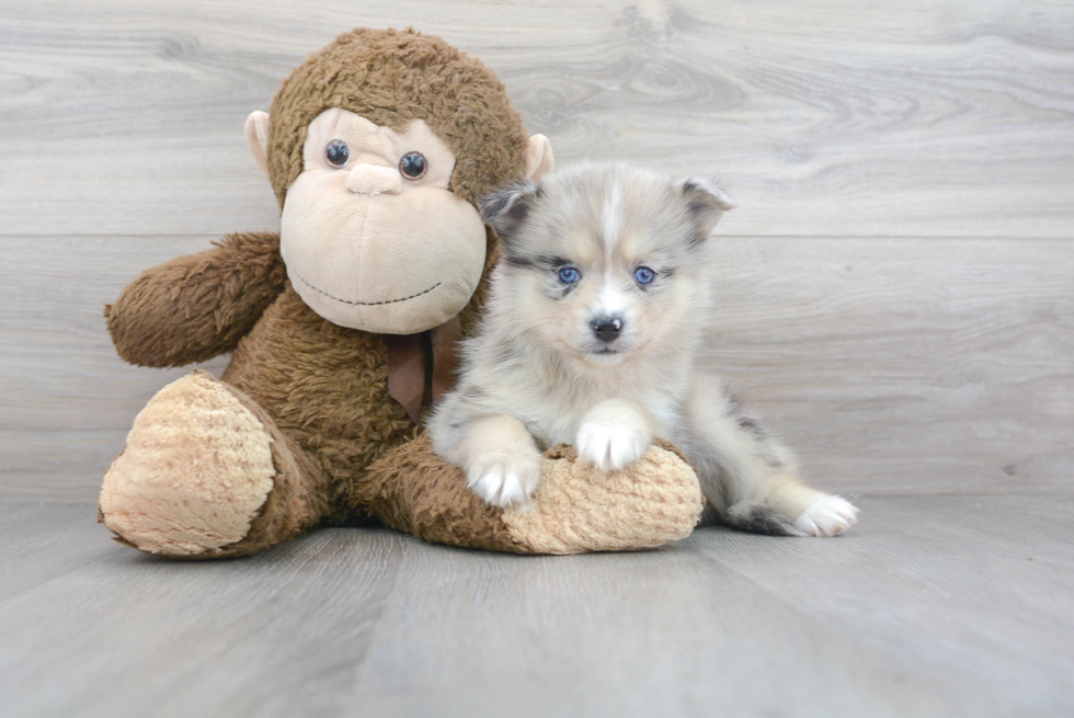 Best Pomsky Baby