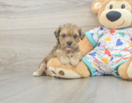 5 week old Poochon Puppy For Sale - Simply Southern Pups