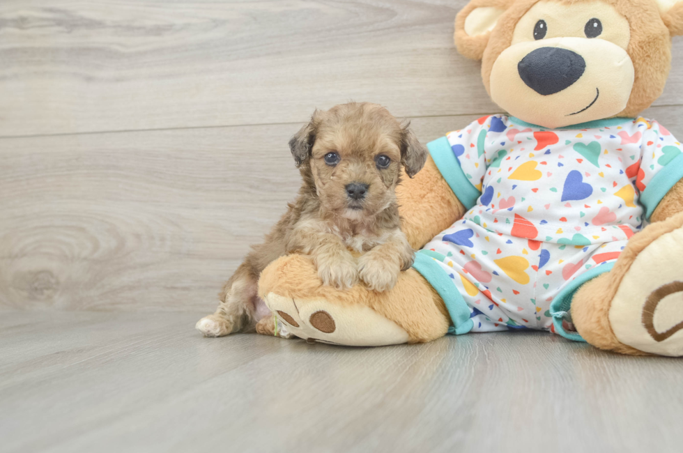 5 week old Poochon Puppy For Sale - Simply Southern Pups