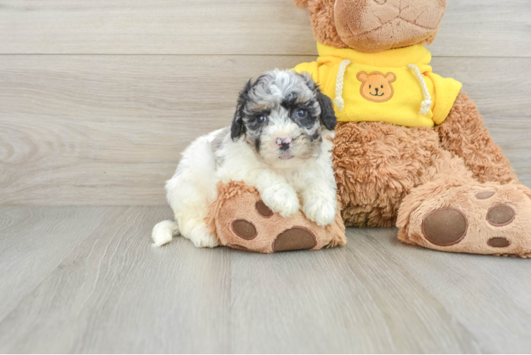 Poochon Pup Being Cute