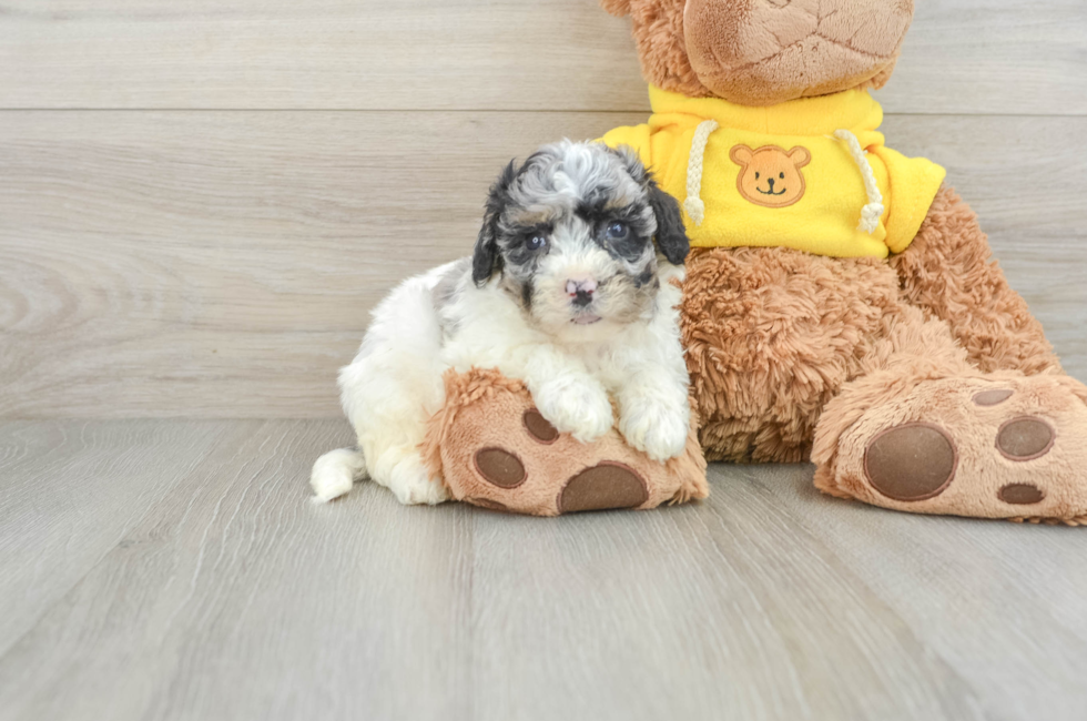 6 week old Poochon Puppy For Sale - Simply Southern Pups