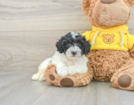 5 week old Poochon Puppy For Sale - Simply Southern Pups