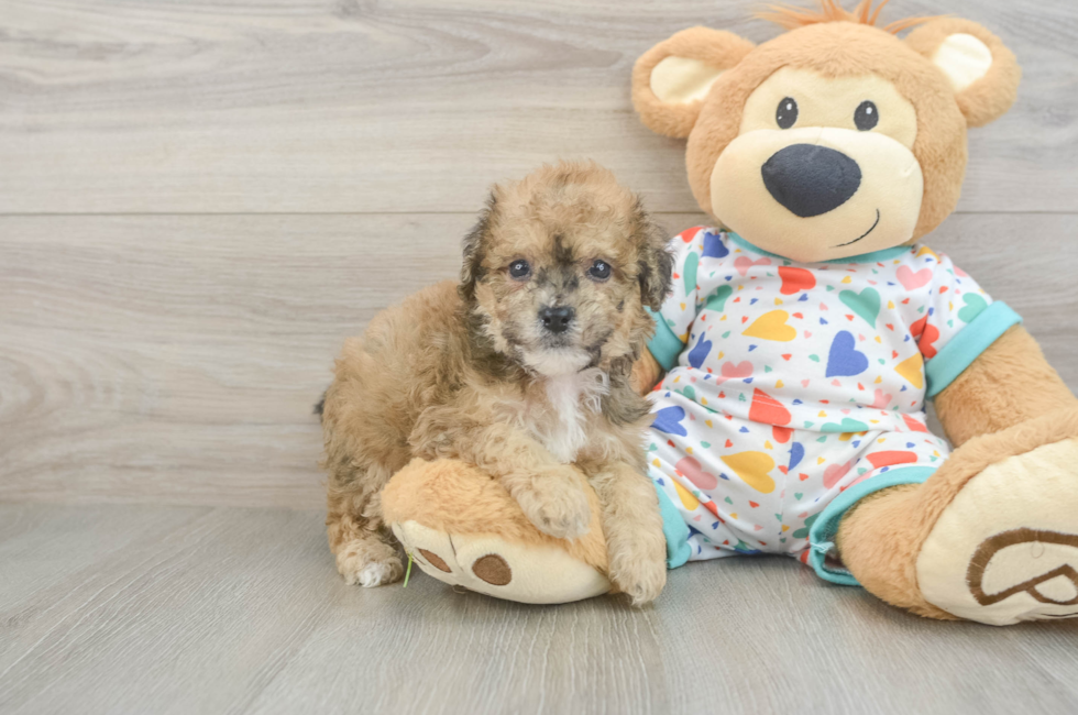 5 week old Poochon Puppy For Sale - Simply Southern Pups