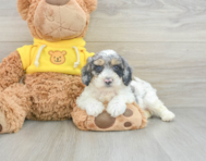 5 week old Poochon Puppy For Sale - Simply Southern Pups