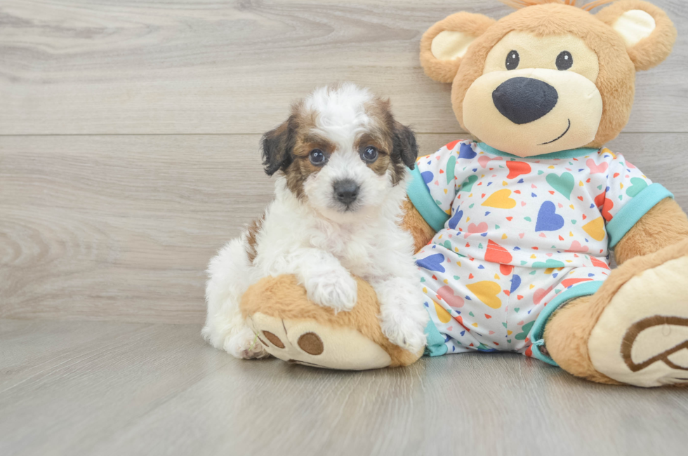 5 week old Poochon Puppy For Sale - Simply Southern Pups