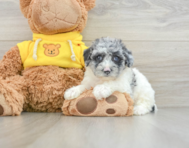 8 week old Poochon Puppy For Sale - Simply Southern Pups