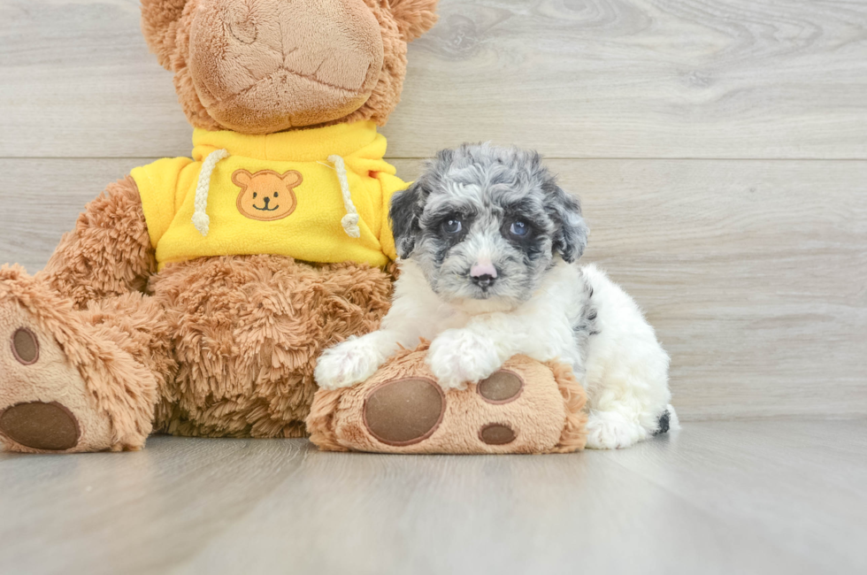 6 week old Poochon Puppy For Sale - Simply Southern Pups