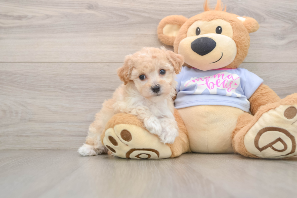 Best Poochon Baby