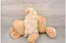 Poochon Pup Being Cute