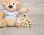 6 week old Poochon Puppy For Sale - Simply Southern Pups