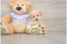 Friendly Poochon Baby