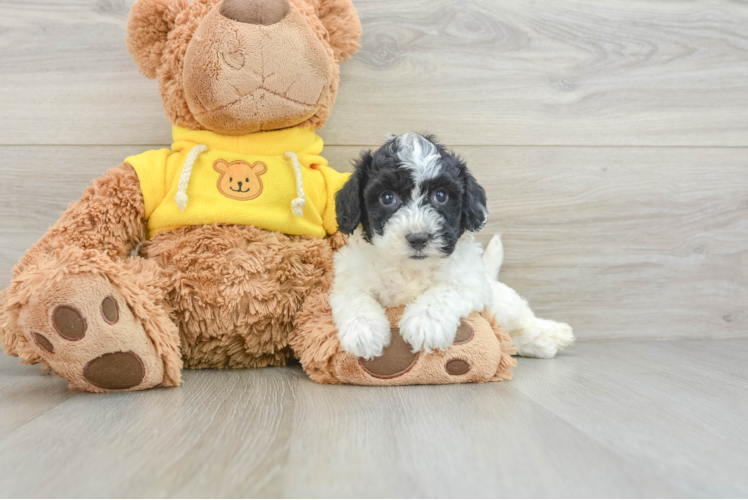 Little Bichpoo Poodle Mix Puppy