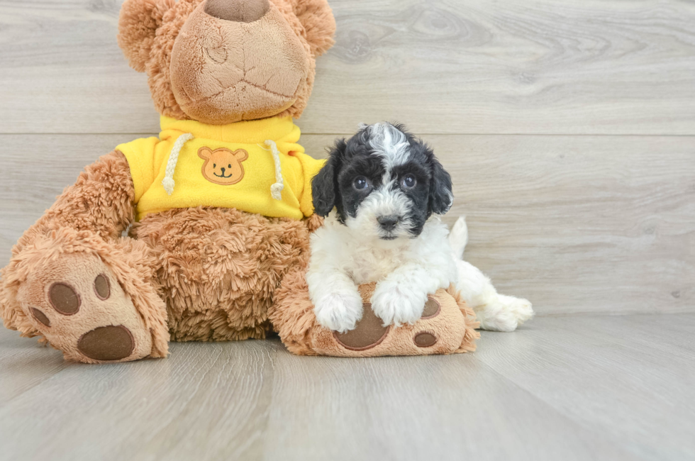 6 week old Poochon Puppy For Sale - Simply Southern Pups