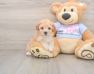 6 week old Poochon Puppy For Sale - Simply Southern Pups