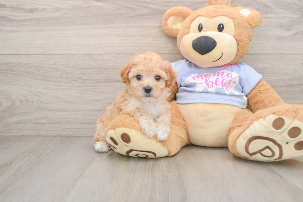 Happy Poochon Baby