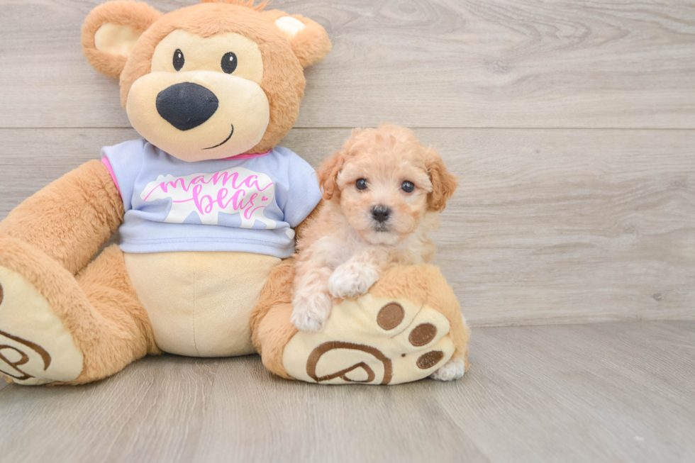 Poochon Pup Being Cute