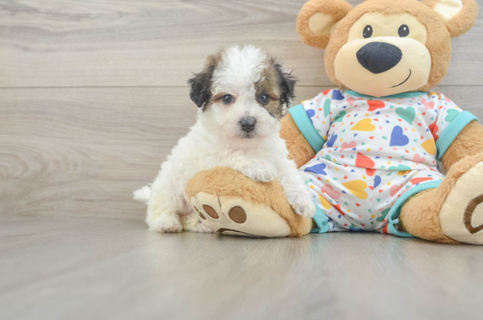 5 week old Poochon Puppy For Sale - Simply Southern Pups