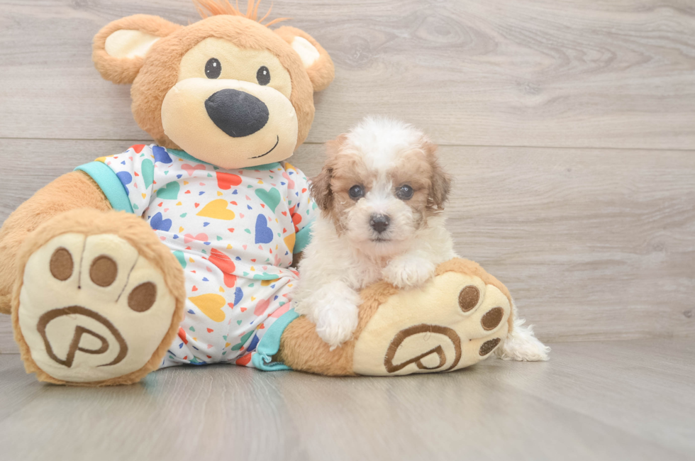 6 week old Poochon Puppy For Sale - Simply Southern Pups