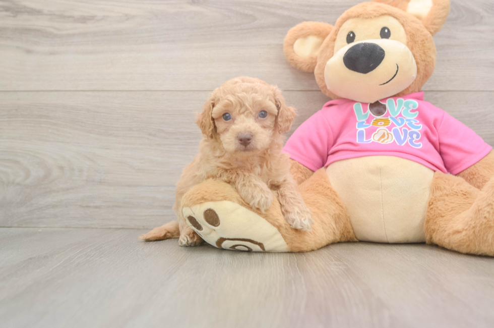 5 week old Poochon Puppy For Sale - Simply Southern Pups