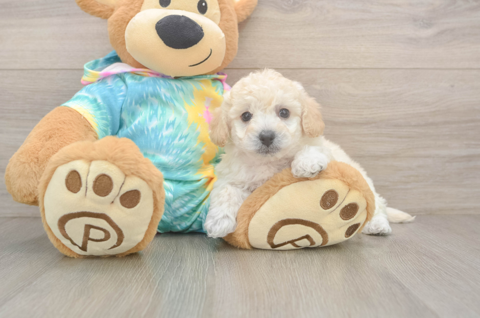 6 week old Poochon Puppy For Sale - Simply Southern Pups