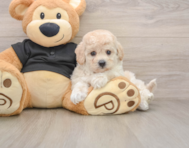 5 week old Poochon Puppy For Sale - Simply Southern Pups