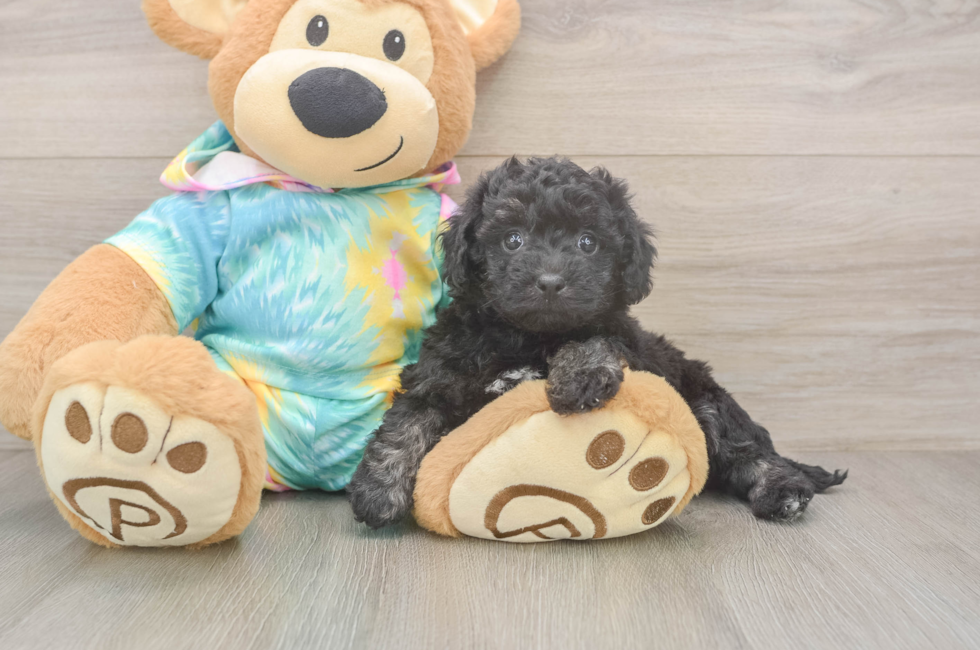 6 week old Poochon Puppy For Sale - Simply Southern Pups