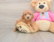 7 week old Poochon Puppy For Sale - Simply Southern Pups