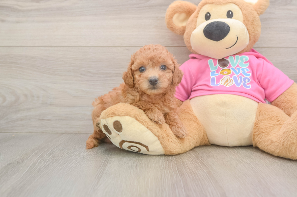 5 week old Poochon Puppy For Sale - Simply Southern Pups