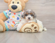 7 week old Poochon Puppy For Sale - Simply Southern Pups