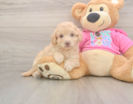 7 week old Poochon Puppy For Sale - Simply Southern Pups