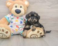 7 week old Poochon Puppy For Sale - Simply Southern Pups