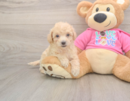 7 week old Poochon Puppy For Sale - Simply Southern Pups