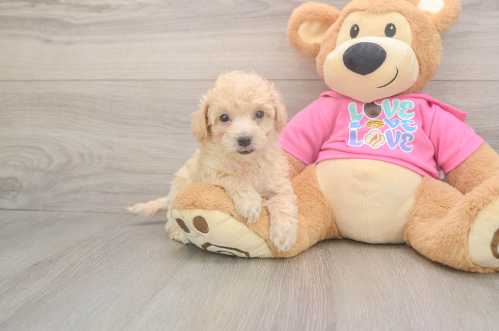 5 week old Poochon Puppy For Sale - Simply Southern Pups